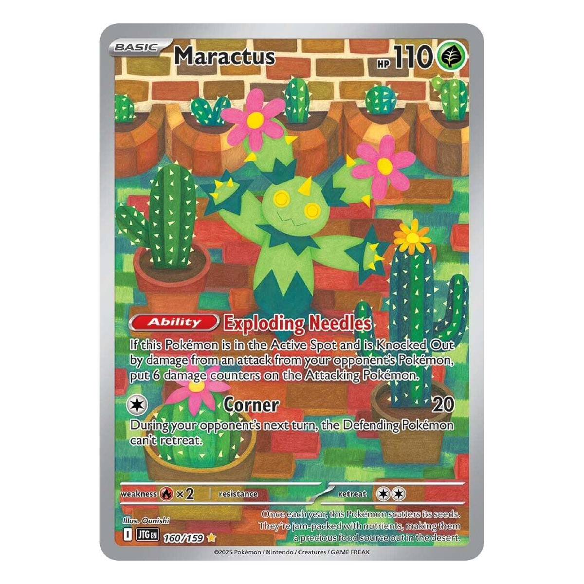 Maractus